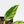 Philodendron Erubescens 'White Princess Aurea' (wk36-L244)