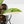 Philodendron Erubescens 'White Princess Aurea' (wk36-L244)