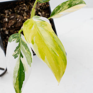 Philodendron Erubescens 'White Princess Aurea' (wk36-L244)