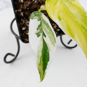 Philodendron Erubescens 'White Princess Aurea' (wk36-L244)