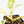 Philodendron Erubescens 'White Princess Aurea' (wk18-J)