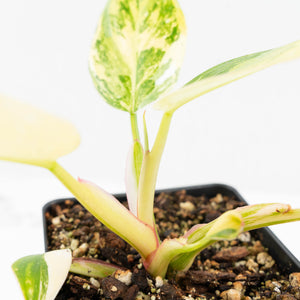 Philodendron Erubescens 'White Princess Aurea' (wk18-J)