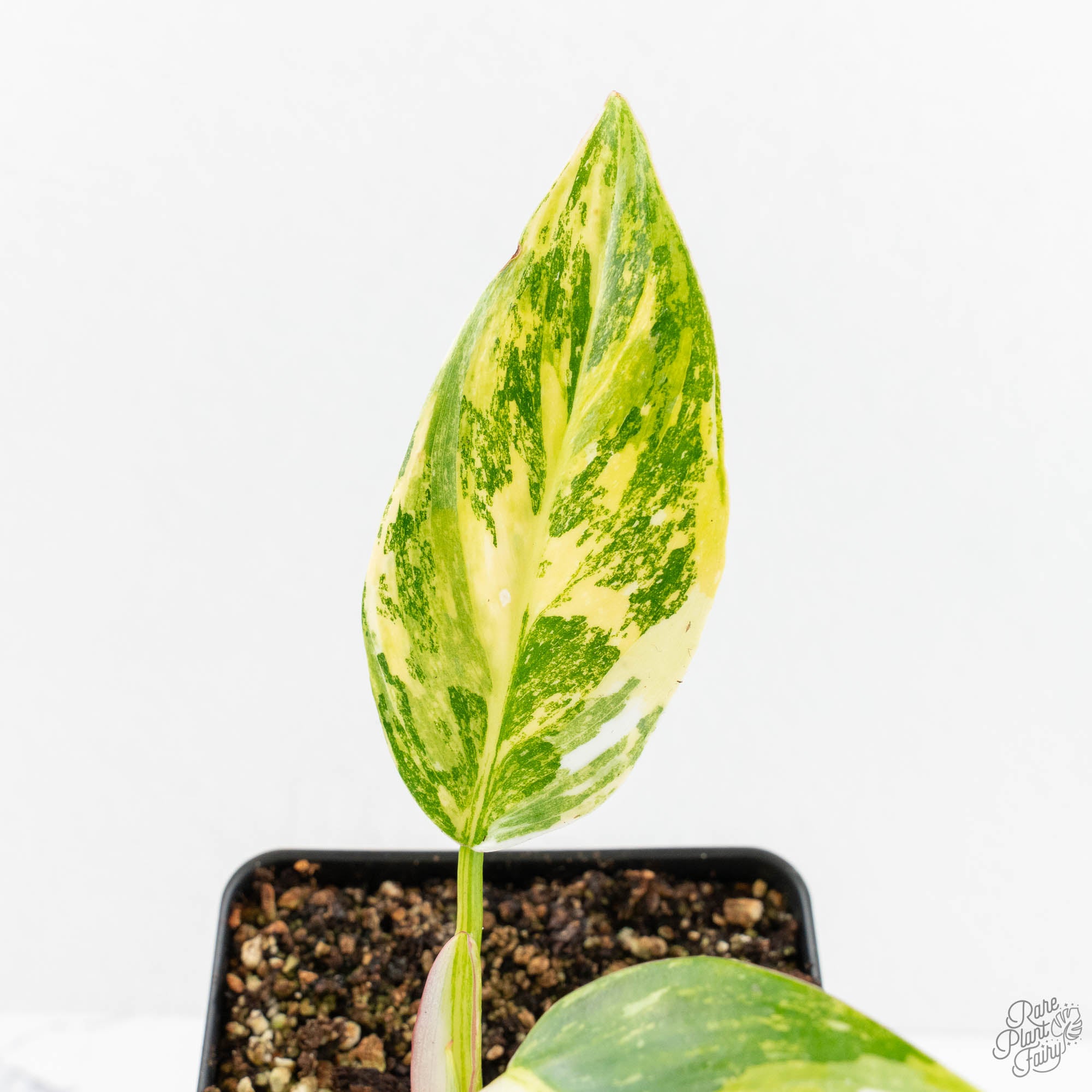 philodendron erubescens gold Philodendron Erubescens 'White Princess Aurea' (wk18-J)
