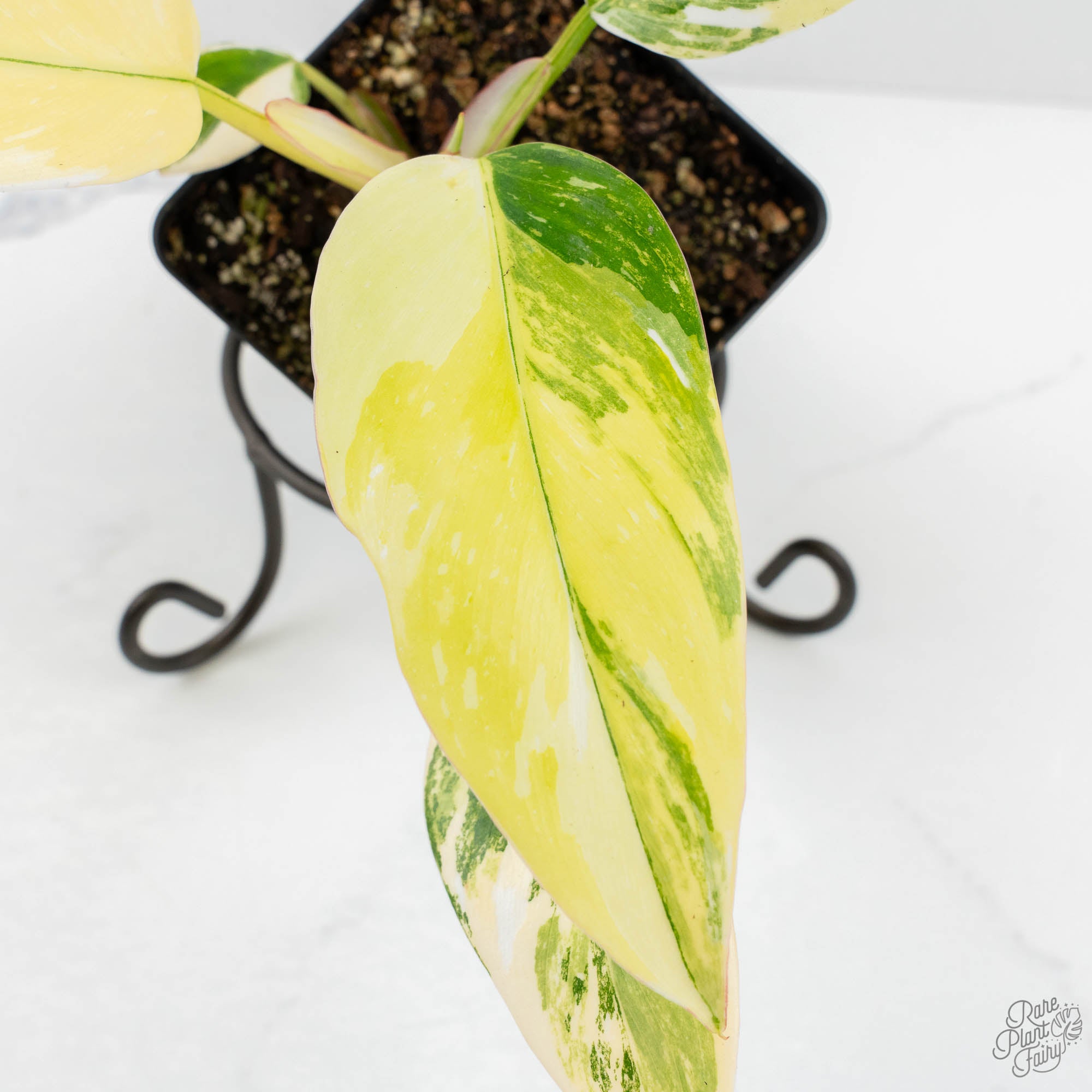 philodendron erubescens white princess Philodendron Erubescens 'White Princess Aurea' (wk18-J)