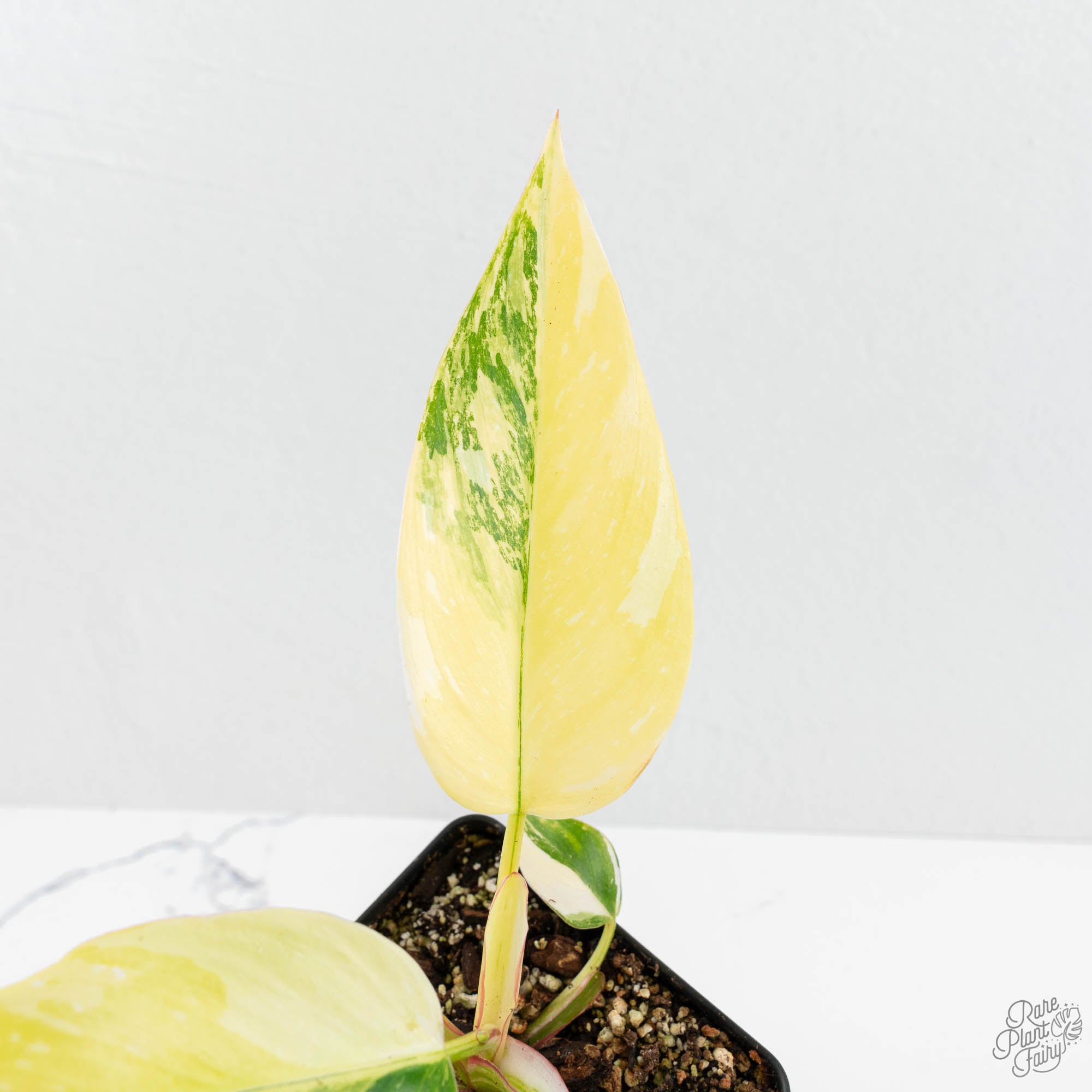 philodendron erubescens gold Philodendron Erubescens 'White Princess Aurea' (wk18-J)