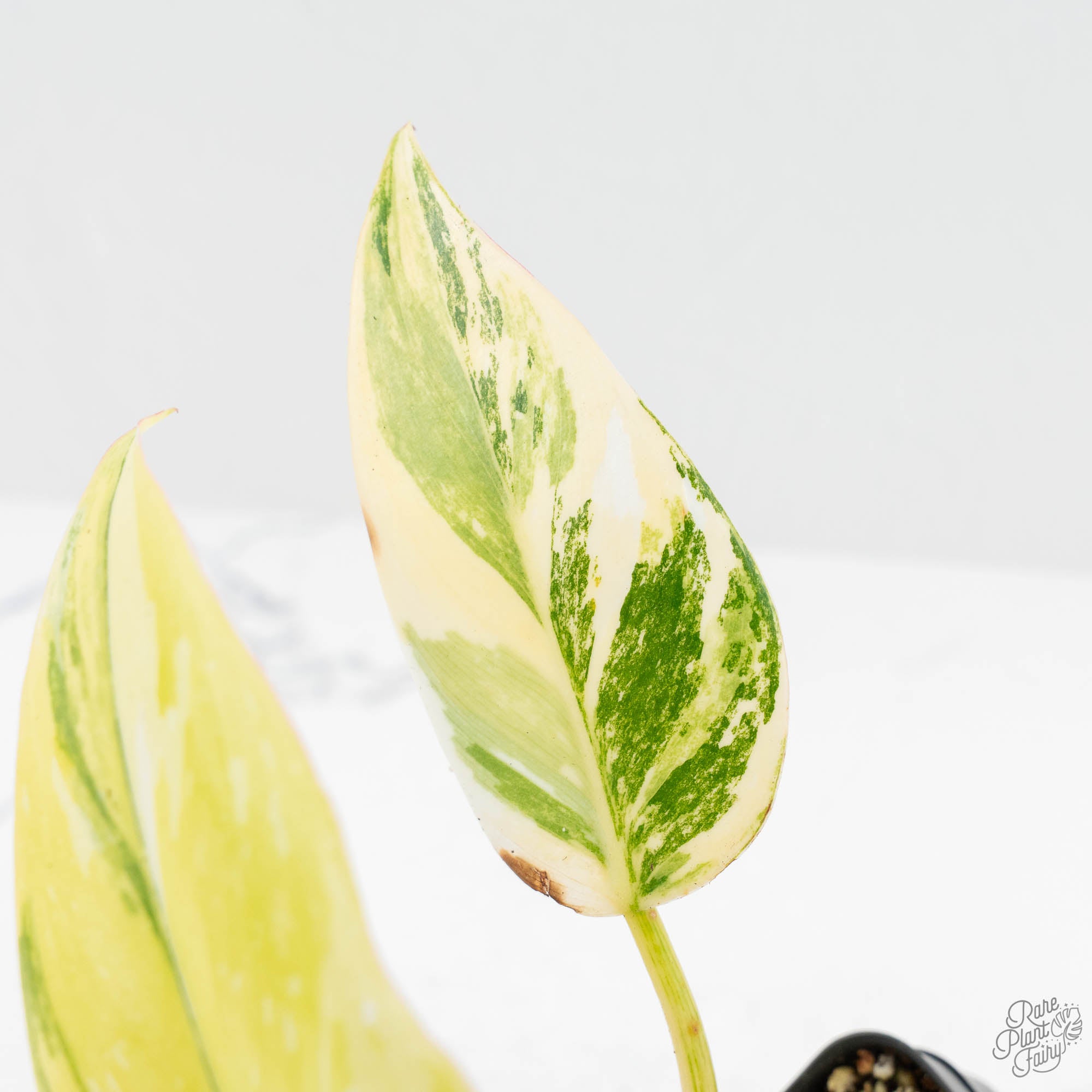 philodendron erubescens white princess Philodendron Erubescens 'White Princess Aurea' (wk18-J)