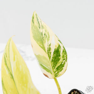 Philodendron Erubescens 'White Princess Aurea' (wk18-J)