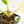 Philodendron Erubescens 'White Princess Aurea' (wk18-J)