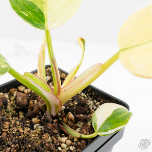 Philodendron Erubescens 'White Princess Aurea' (wk18-J)