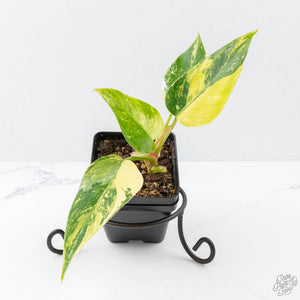 philodendron erubescens light of zartha Philodendron Erubescens 'White Princess Aurea' (wk21-O)