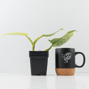 Philodendron Erubescens 'White Wizard' Aurea Variegated (wk35-L199)