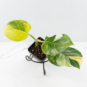 Philodendron Erubescens 'White Wizard' Aurea Variegated (wk35-L199)
