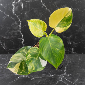 Philodendron Erubescens 'White Wizard' Aurea Variegated (wk42-L199)