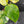 Philodendron Erubescens 'White Wizard' Aurea Variegated (wk42-L199)