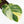 Philodendron Erubescens 'White Wizard' Aurea Variegated (wk35-L199)