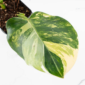 Philodendron Erubescens 'White Wizard' Aurea Variegated (wk35-L199)