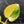 Philodendron Erubescens 'White Wizard' Aurea Variegated (wk42-L199)