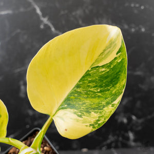 Philodendron Erubescens 'White Wizard' Aurea Variegated (wk42-L199)