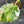 Philodendron Erubescens 'White Wizard' Aurea Variegated (wk42-L199)