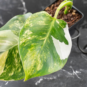 Philodendron Erubescens 'White Wizard' Aurea Variegated (wk42-L199)