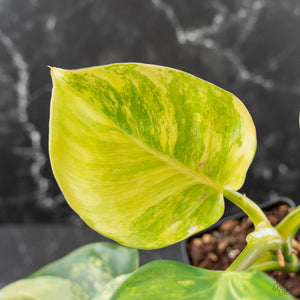 Philodendron Erubescens 'White Wizard' Aurea Variegated (wk42-L199)