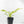 Philodendron Erubescens 'White Wizard Aurea' (wk17-C)