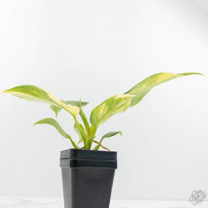 Philodendron Erubescens 'White Wizard Aurea' (wk17-C)
