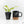 Philodendron Erubescens 'White Wizard Aurea' (wk17-C)