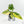 Philodendron Erubescens 'White Wizard Aurea' (wk17-C)