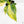 Philodendron Erubescens 'White Wizard Aurea' (wk17-C)