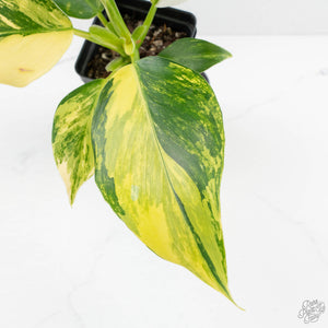 Philodendron Erubescens 'White Wizard Aurea' (wk17-C)
