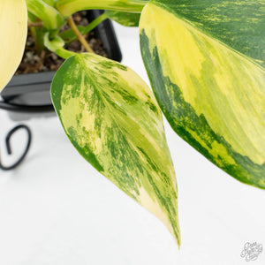 Philodendron Erubescens 'White Wizard Aurea' (wk17-C)