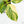 Philodendron Erubescens 'White Wizard Aurea' (wk17-C)