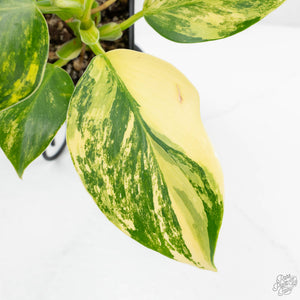 Philodendron Erubescens 'White Wizard Aurea' (wk17-C)