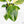 Philodendron Erubescens 'White Wizard Aurea' (wk17-C)