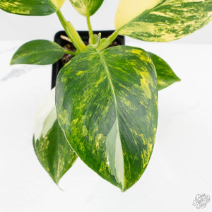 Philodendron Erubescens 'White Wizard Aurea' (wk17-C)