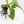 Philodendron Erubescens 'White Wizard Aurea' (wk17-C)