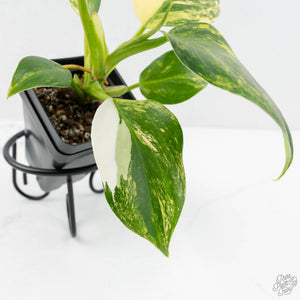 Philodendron Erubescens 'White Wizard Aurea' (wk17-C)