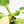 Philodendron Erubescens 'White Wizard Aurea' (wk17-C)