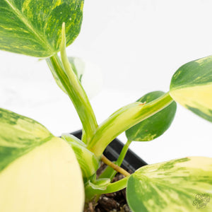 Philodendron Erubescens 'White Wizard Aurea' (wk17-C)