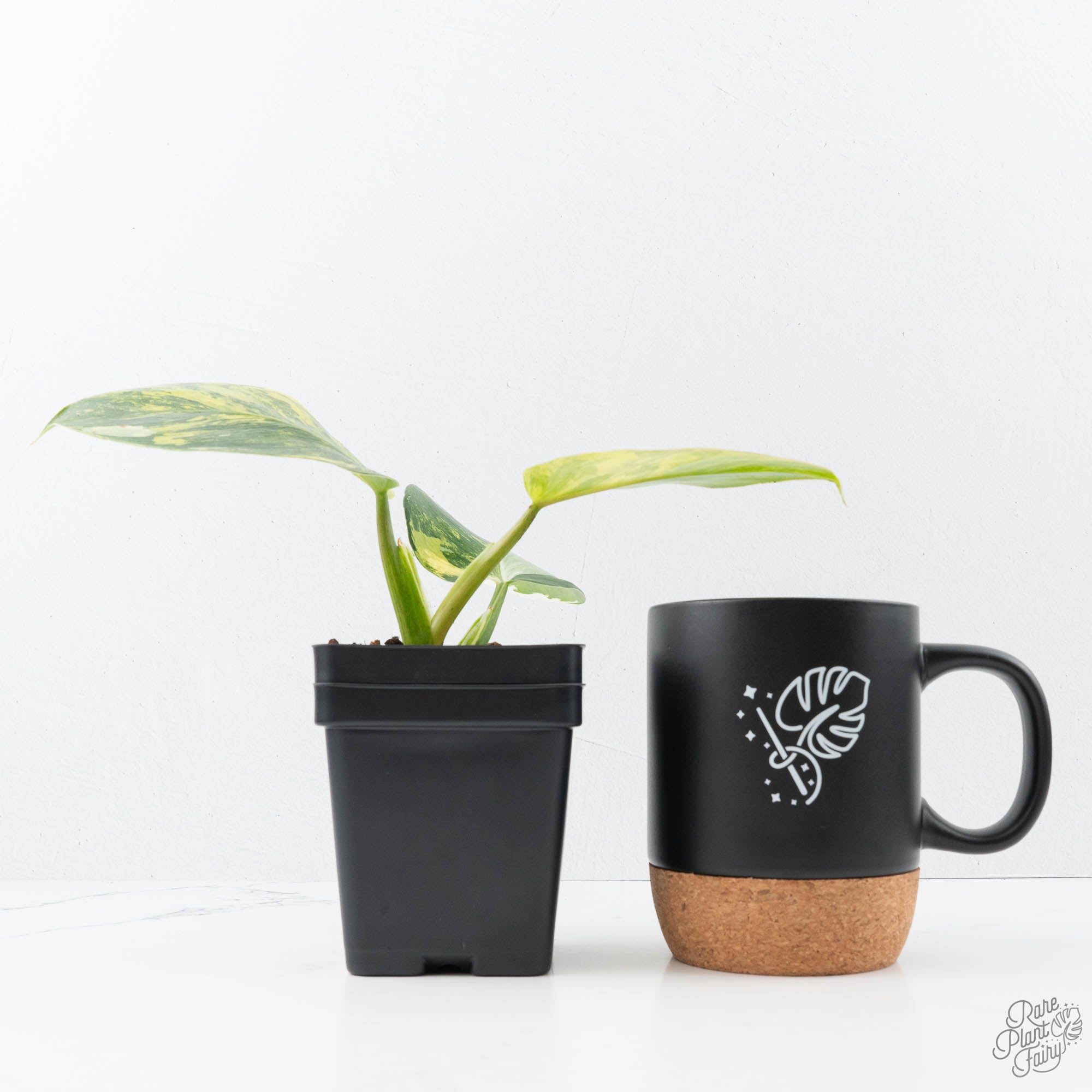 philodendron erubescens white wizard Philodendron Erubescens 'White Wizard Aurea' (wk21-P)