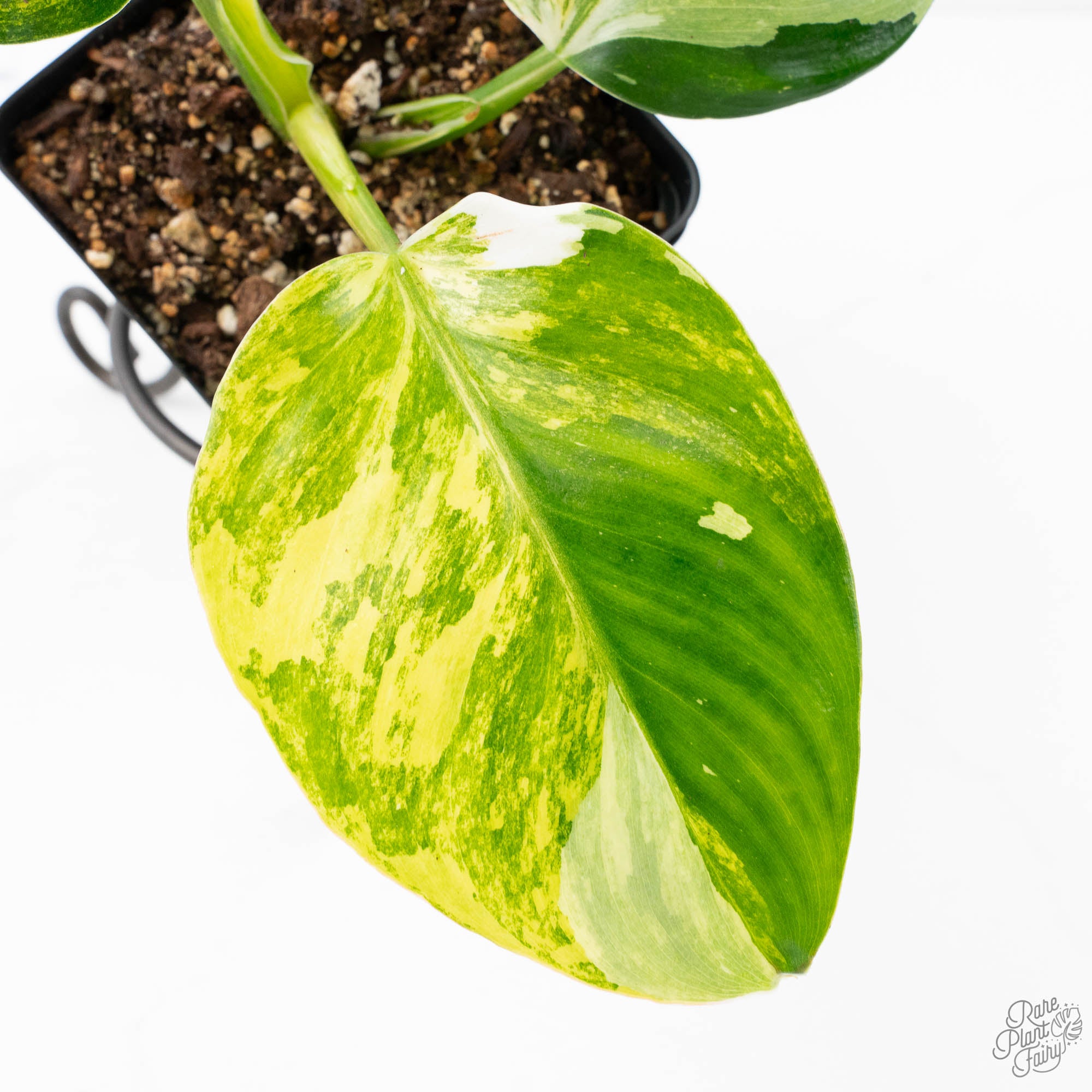 philodendron white wizard yellow leaves Philodendron Erubescens 'White Wizard Aurea' (wk21-P) – Rare Plant Fairy