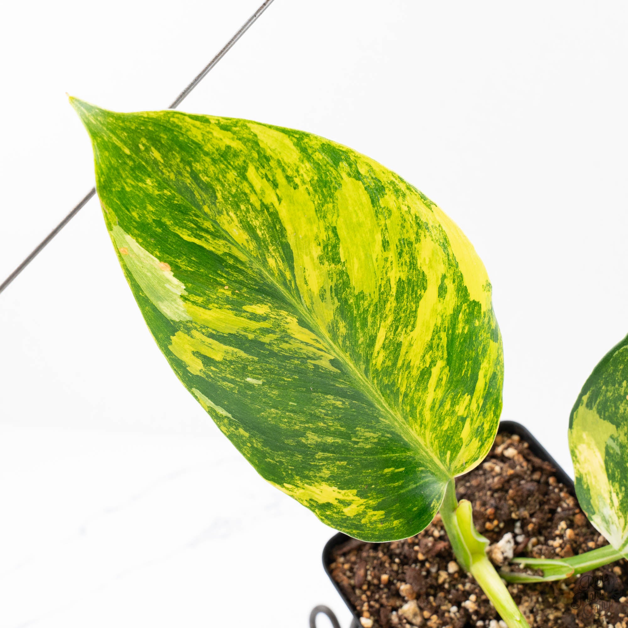 philodendron erubescens & 39 Philodendron Erubescens 'White Wizard Aurea' (wk21-P)