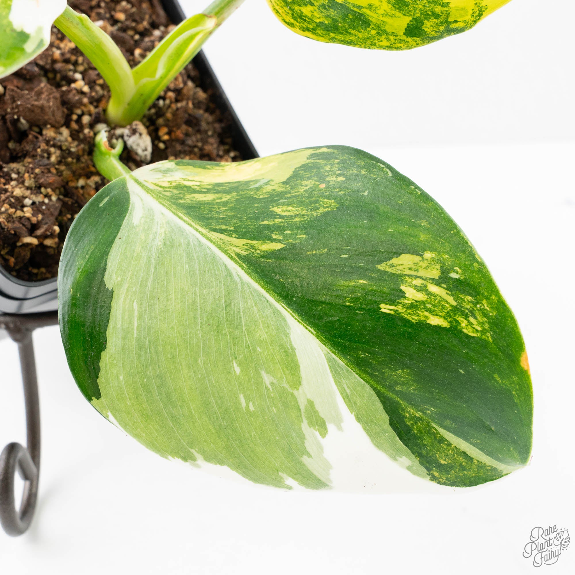 philodendron erubescens for sale Philodendron Erubescens 'White Wizard Aurea' (wk21-P)