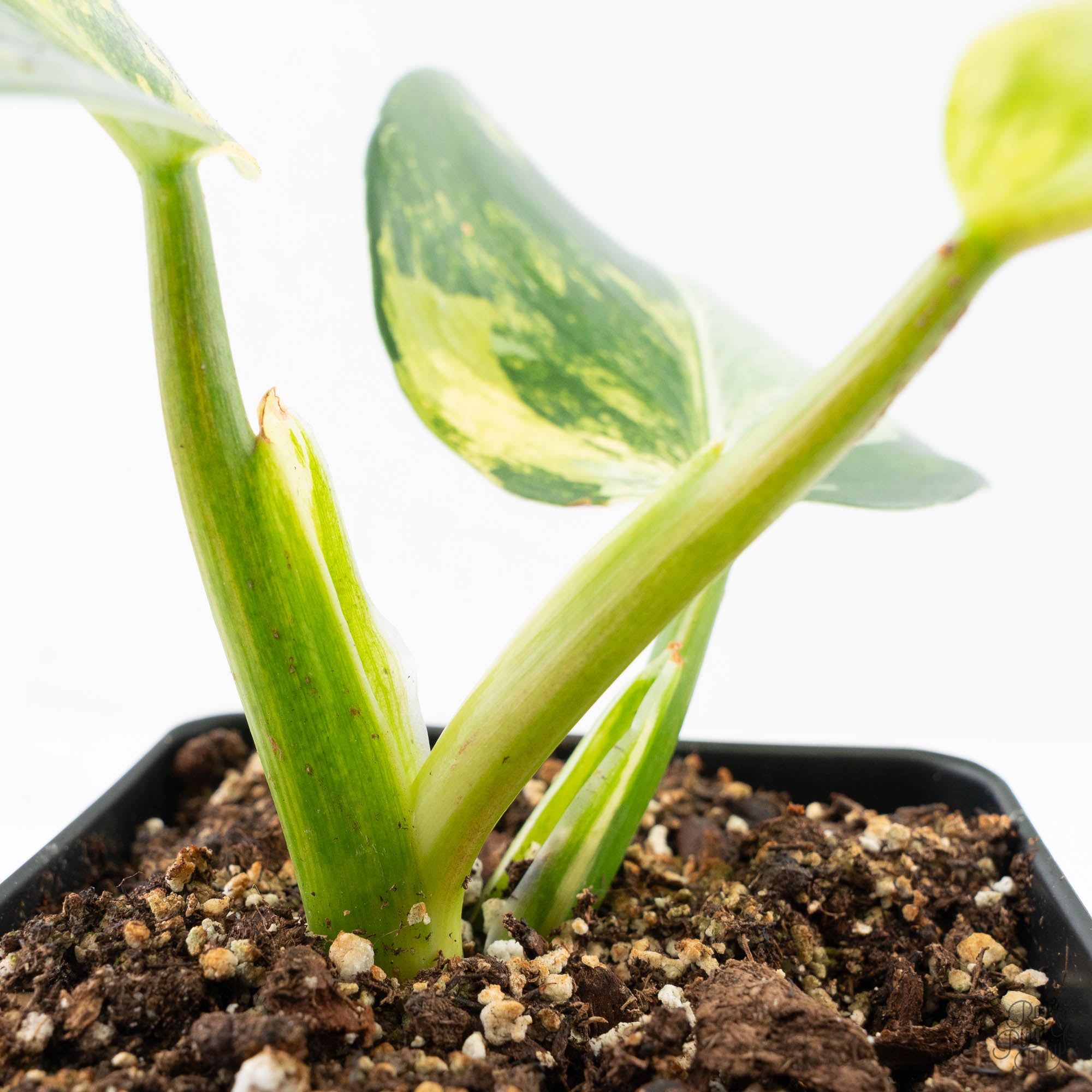 philodendron erubescens white wizard Philodendron Erubescens 'White Wizard Aurea' (wk21-P)