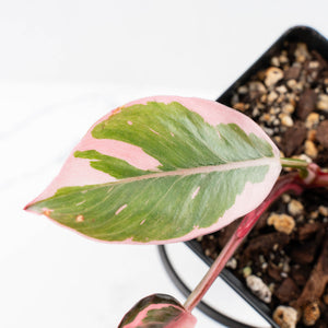 Philodendron 'Pink Princess' Outer Variegated (wk26-F)