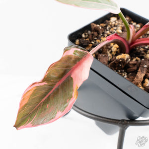 Philodendron 'Pink Princess' Outer Variegated (wk26-F)