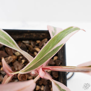 Philodendron Erubescens 'Pink Princess' Outer Variegated (wk40-L316)