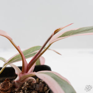 Philodendron Erubescens 'Pink Princess' Outer Variegated (wk40-L316)