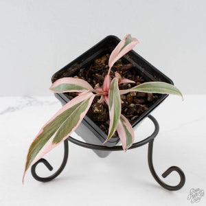 Philodendron Erubescens 'Pink Princess' Outer Variegated (wk40-L316)